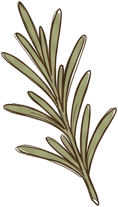 Гербарный лист: Розмарин (Rosmarinus officinalis)
