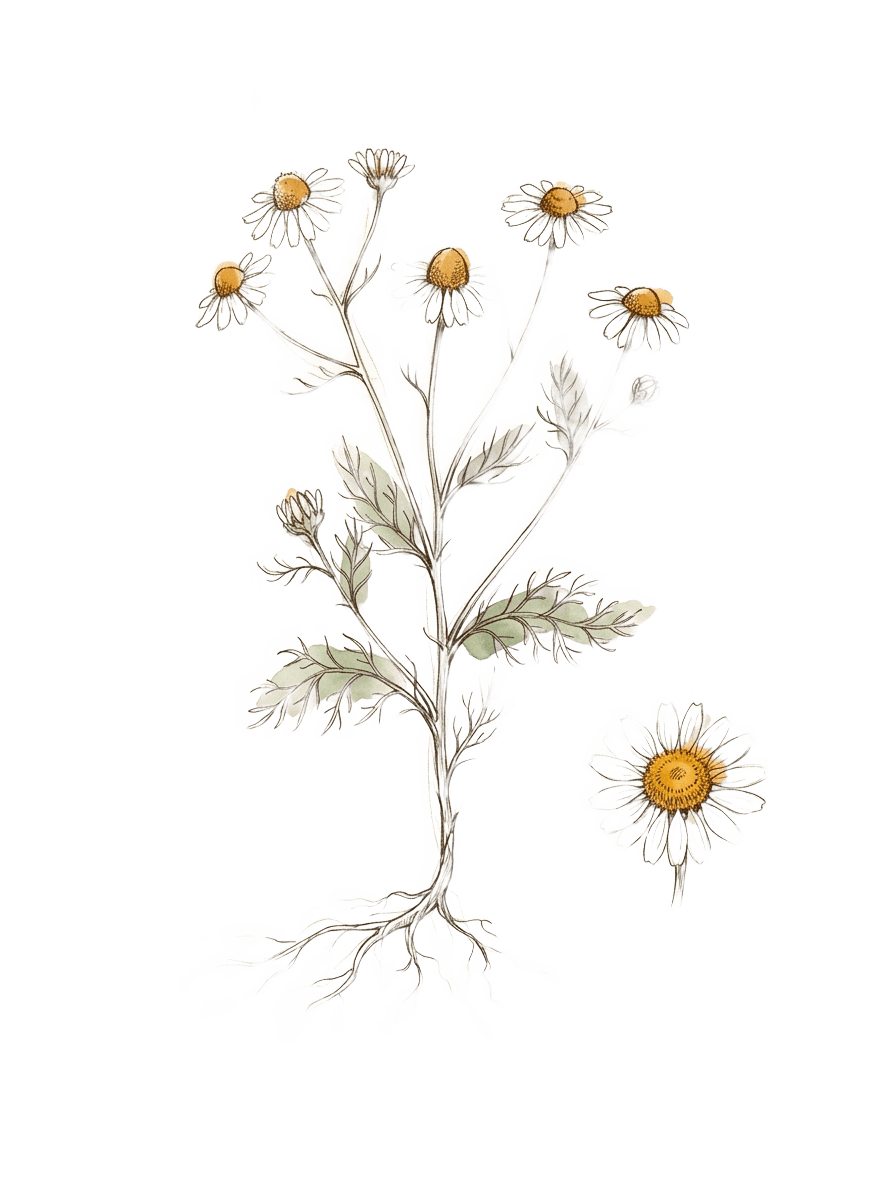Herbarblatt: Kamille (Matricaria chamomilla)