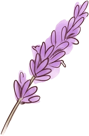 Herbarblatt: Lavendel (Lavandula angustifolia)